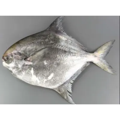 マナガツオ Managatsuo WHOLE 4.4 LB