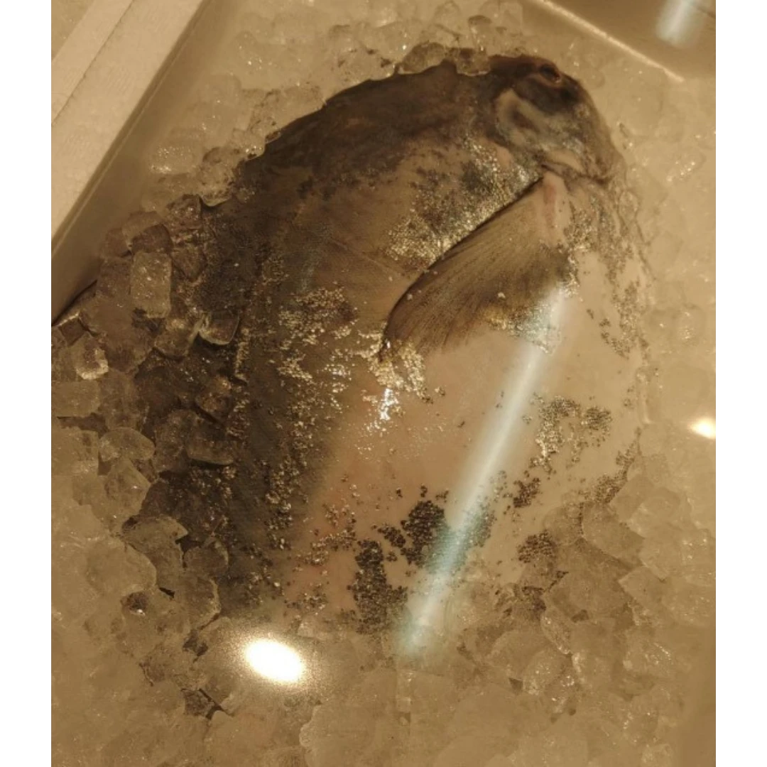 GSK1 MANAGATSUO  2 FRESH Harvestfish - Pampus punctatissimus.png