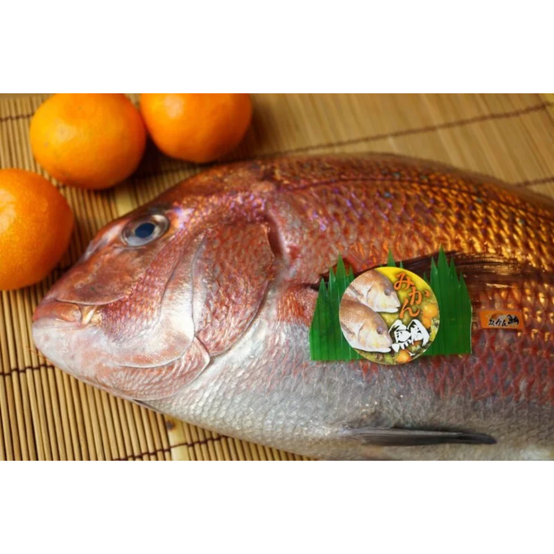 MIKAN-DAI  Mandarin Red Seabream 2.png