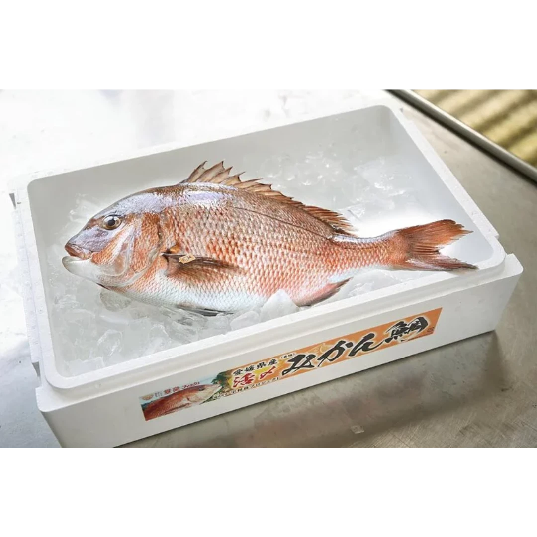 MIKAN-DAI  Mandarin Red Seabream 1.png