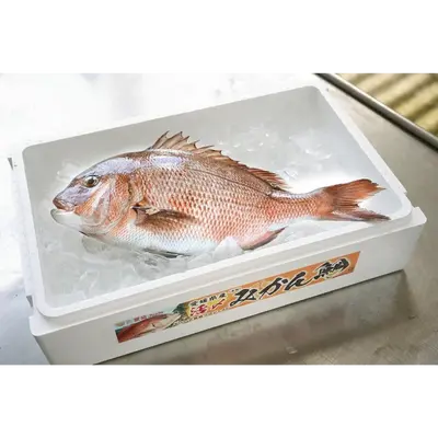 MIKAN-DAI  Mandarin Red Seabream 1.png