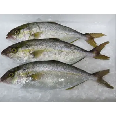 しおっこ Shioko WHOLE 8.8 LB