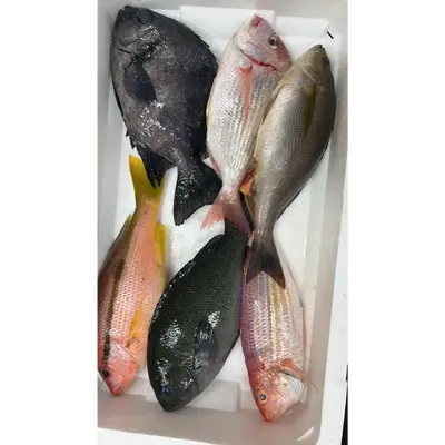 GSK1 OMAKASE BOX 5.png