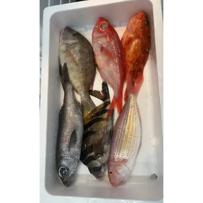 GSK1 OMAKASE BOX 2.png