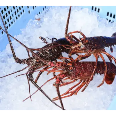 イセエビ Ise Ebi LIVE WHOLE 800g - 1 KG