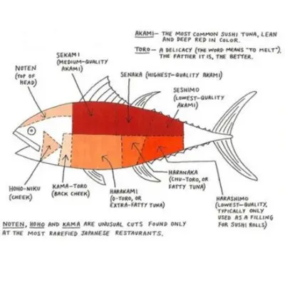 Bluefin infographic1.png