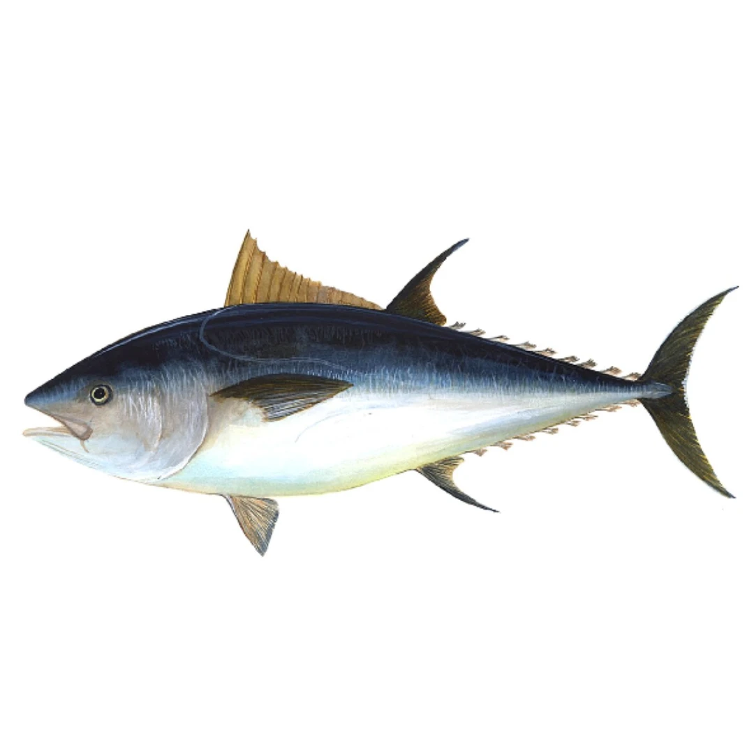 Bluefin 1.png