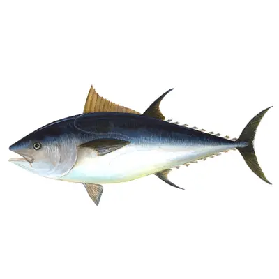 Bluefin 1.png