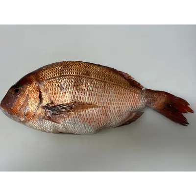 養殖真鯛 Madai WHOLE 4 LB