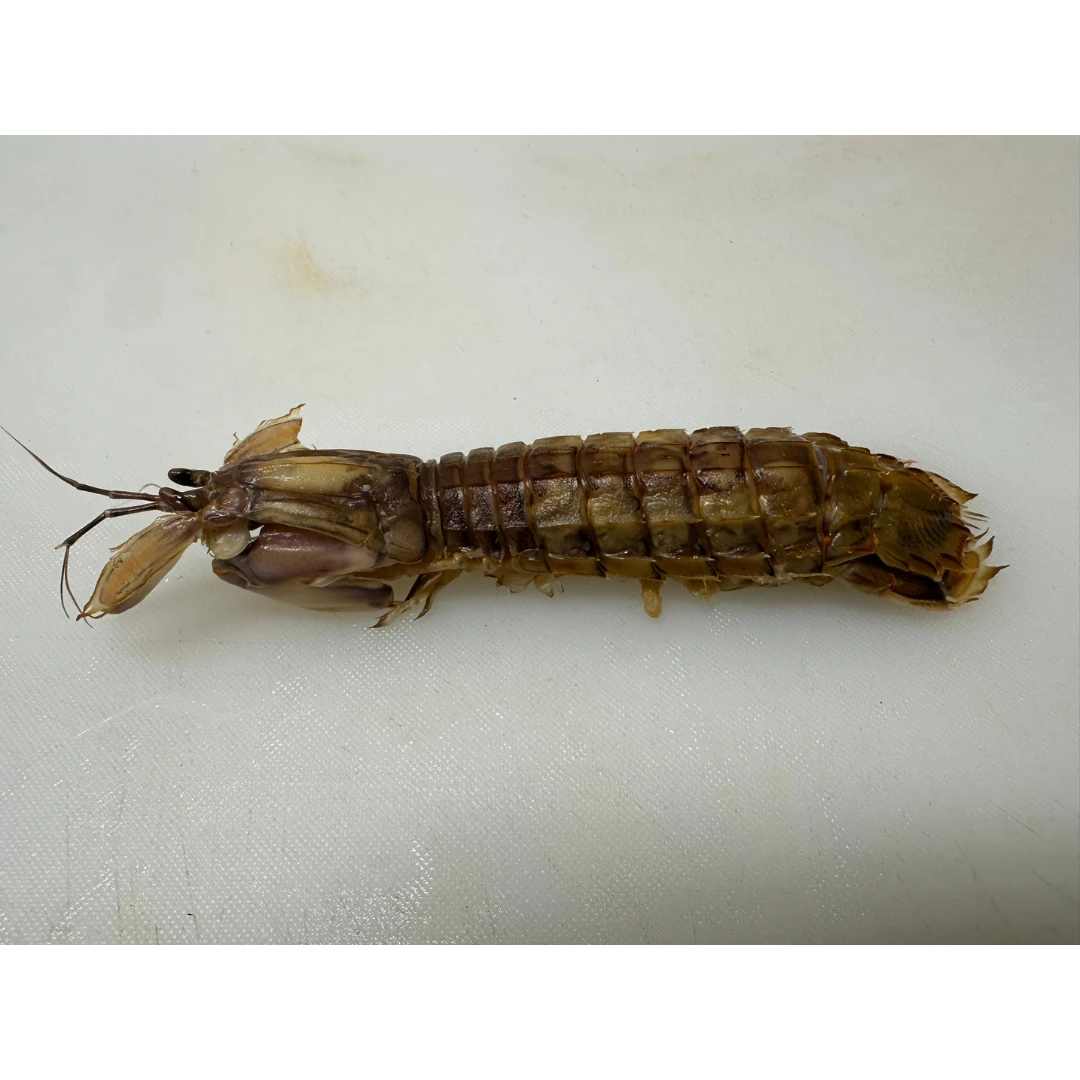 3 SHAKO シャコ - FRESH MANTIS SHRIMP SHELLFISH - Oratosquilla oratoria  JCH.png
