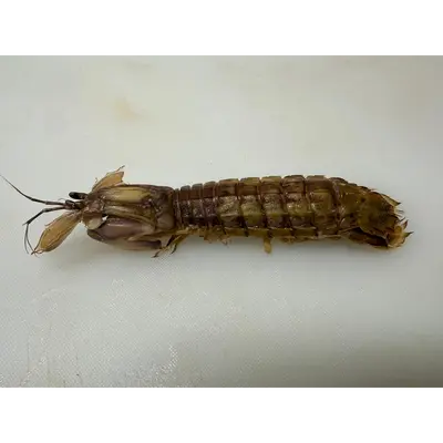 3 SHAKO シャコ - FRESH MANTIS SHRIMP SHELLFISH - Oratosquilla oratoria  JCH.png