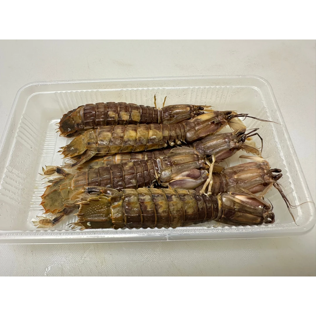 2 SHAKO シャコ - FRESH MANTIS SHRIMP SHELLFISH - Oratosquilla oratoria JCH.png
