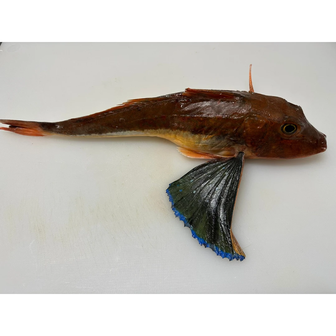 HOUBOU ホウボウ - FRESH RED GURNARD - Chelidonichthys spinosus  JCH.png