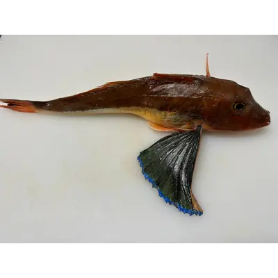 HOUBOU ホウボウ - FRESH RED GURNARD - Chelidonichthys spinosus  JCH.png