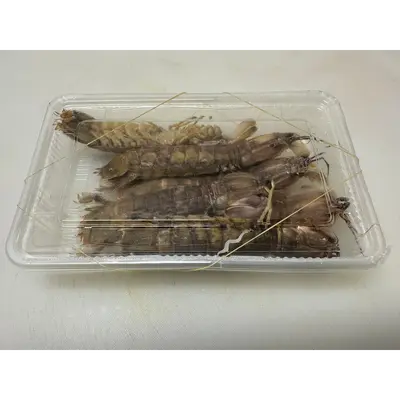 SHAKO シャコ - FRESH MANTIS SHRIMP SHELLFISH - Oratosquilla oratoria  JCH.png
