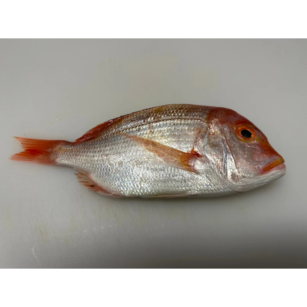 RENKODAI レンコ鯛 - YELLOWBACK SEA BREAM - Dentex hypselosomus Bleeker JCH.png