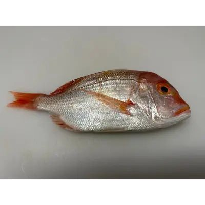 レンコ鯛 Renkodai WHOLE 1.32 LB