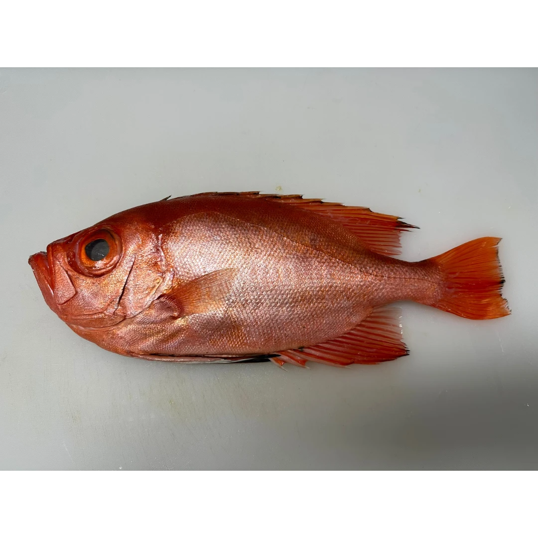 KINTOKIDAI 金時鯛 - Cuvier FRESH RED BIGEYE - Priacanthus macracanthus JCH.png