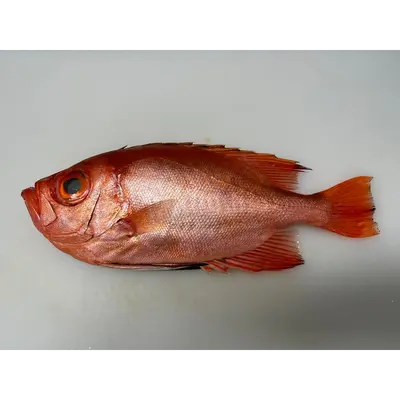 金時鯛 Kintokidai WHOLE 2.2 LB