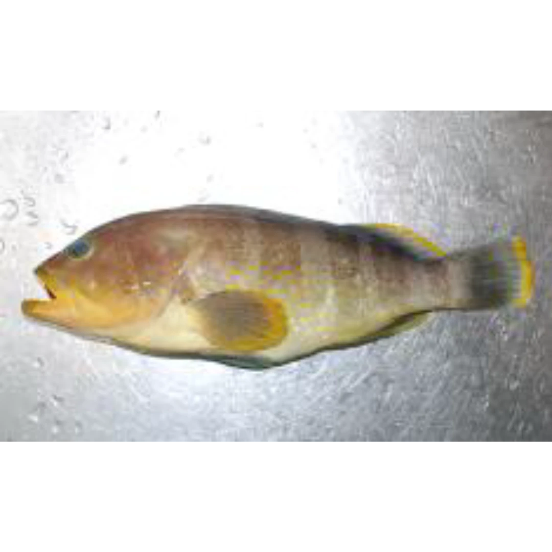1 FRESH WILD YELLOWGROUPER KIHATA Epinephelus awoara GSK1.png