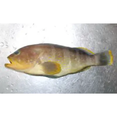 黄ハタ Kihata WHOLE 2.2 LB