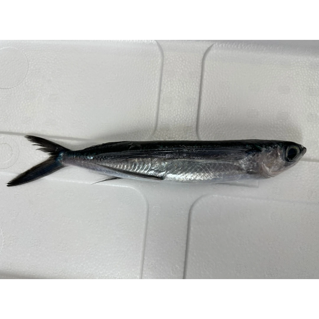 TOBIUO - FRESH WILD FLYING FISH - Cypselurus agoo GSK1.png
