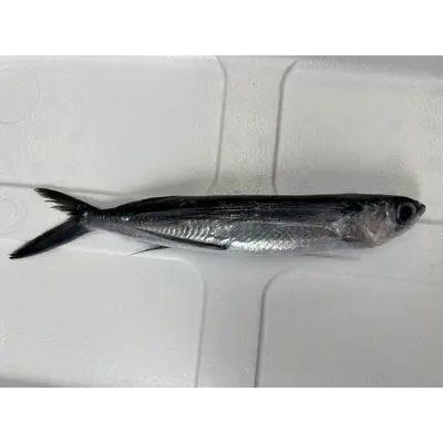 TOBIUO - FRESH WILD FLYING FISH - Cypselurus agoo GSK1.png
