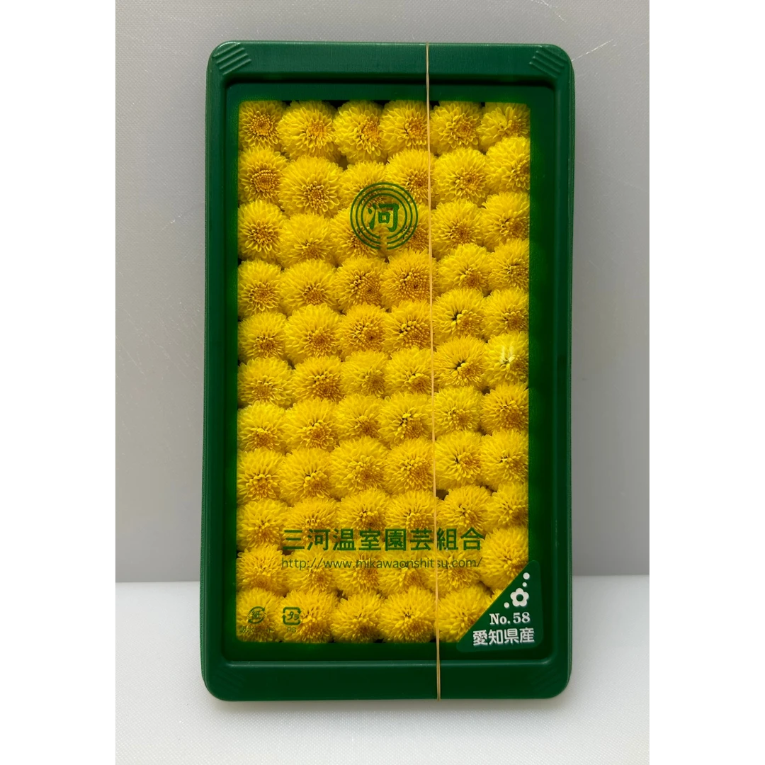 Fresh Chrysanthemum for ornamental use (Asteraceae)_Kiku (2).png