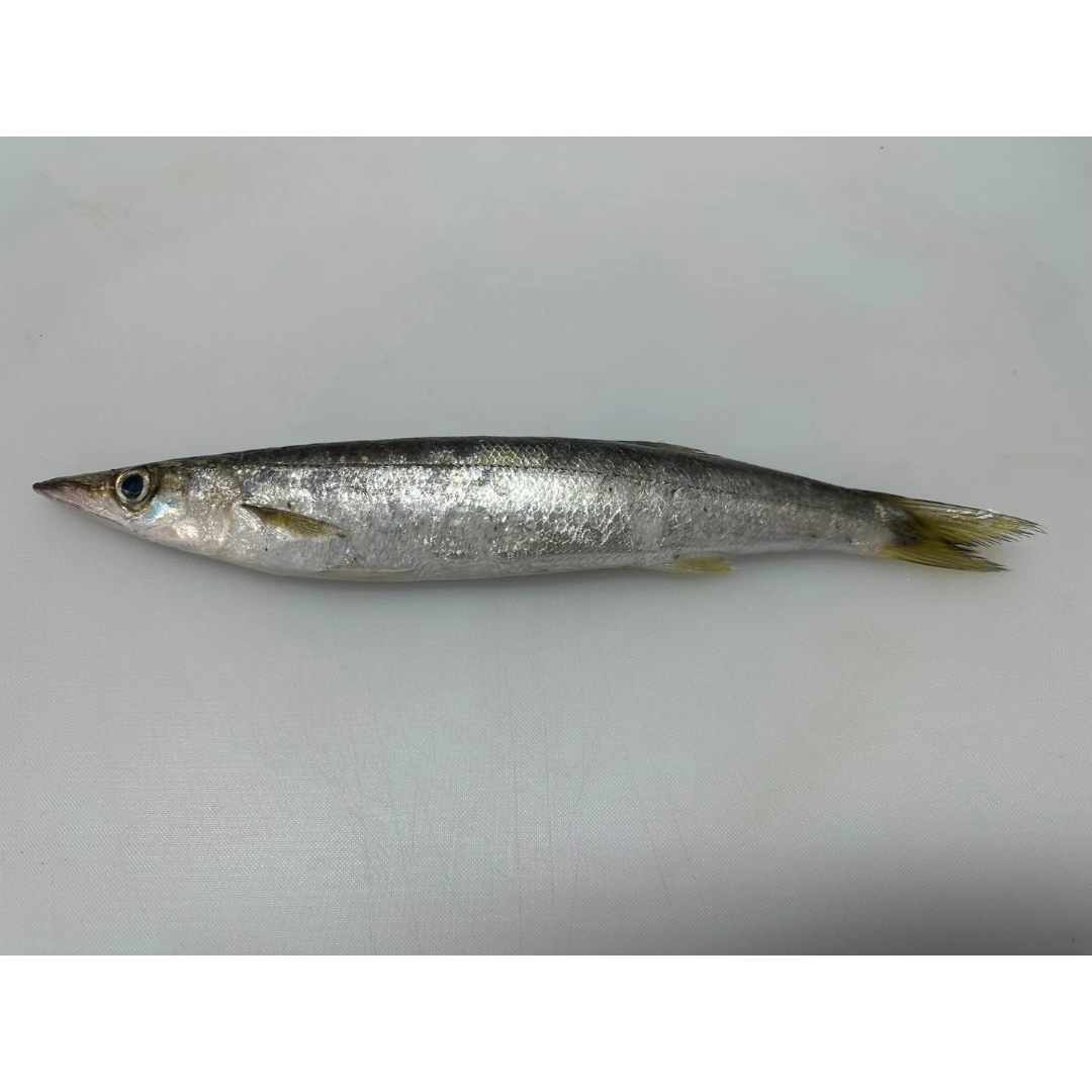 Fresh Barracuda (Sphyraena pinguis) - head on not gutted_Kamasu.png