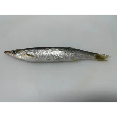 かます Kamasu WHOLE 0.5 LB