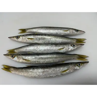 Fresh Barracuda (Sphyraena pinguis) - head on not gutted_Kamasu (2).png