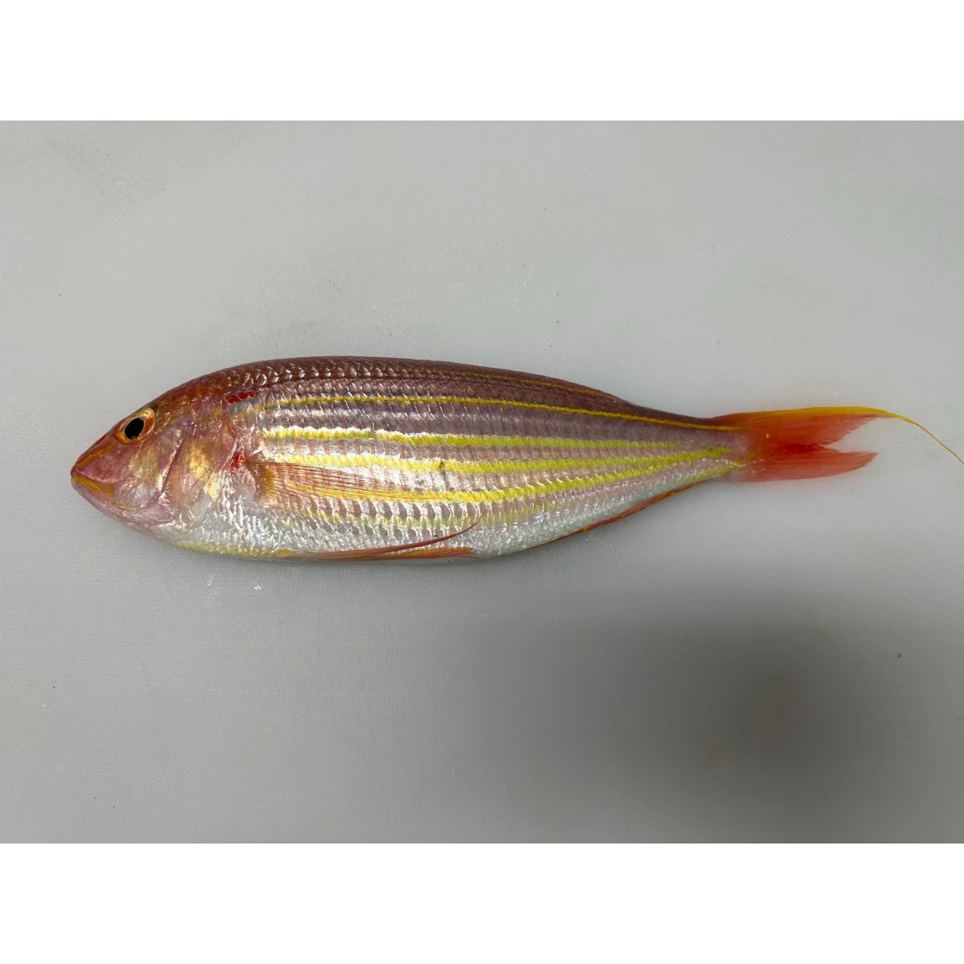Fresh Golden threadfin-bream (Nemipterus virgatus) - head on not gutted_Itoyori.png