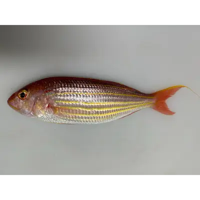 Fresh Golden threadfin-bream (Nemipterus virgatus) - head on not gutted_Itoyori (3).png