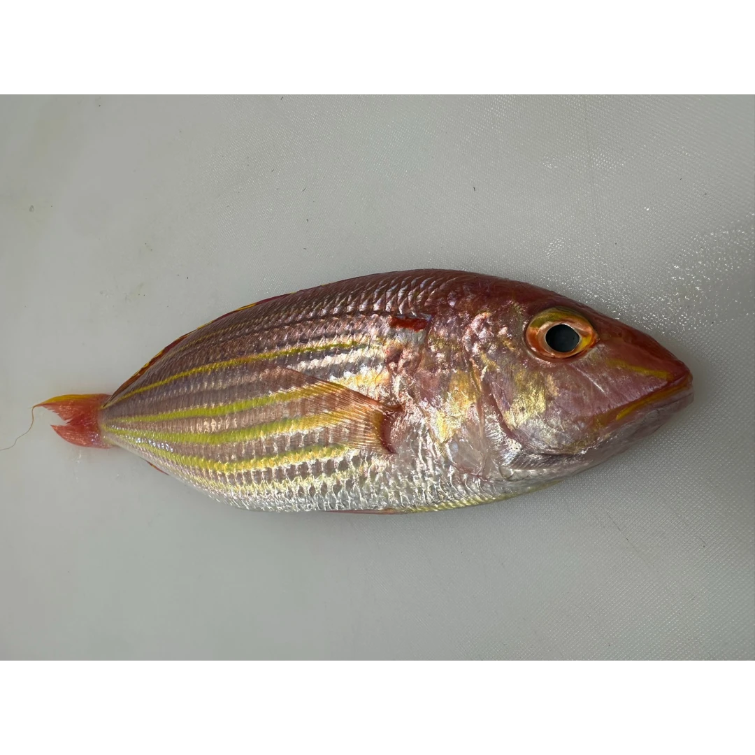 Fresh Golden threadfin-bream (Nemipterus virgatus) - head on not gutted_Itoyori (2).png