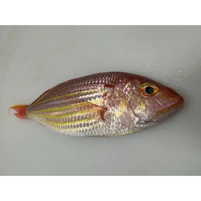 Fresh Golden threadfin-bream (Nemipterus virgatus) - head on not gutted_Itoyori (2).png