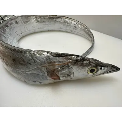 網 太刀魚  AMI Tachiuo WHOLE 2 LB