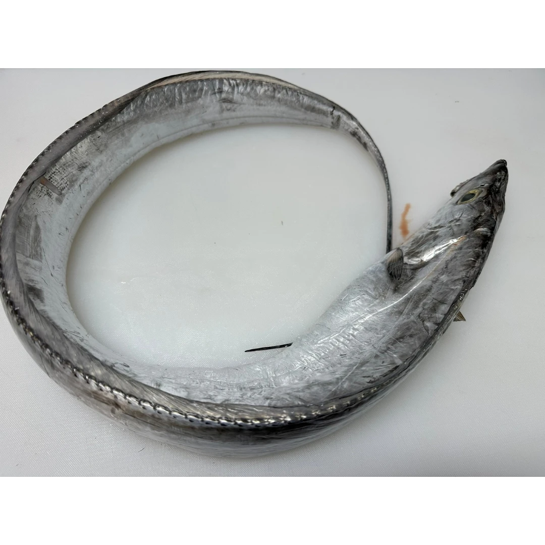Fresh Largehead hairtail (Trichiurus lepturus) - head on not gutted_Tachiuo (3).png