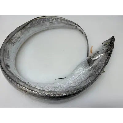 Fresh Largehead hairtail (Trichiurus lepturus) - head on not gutted_Tachiuo (3).png
