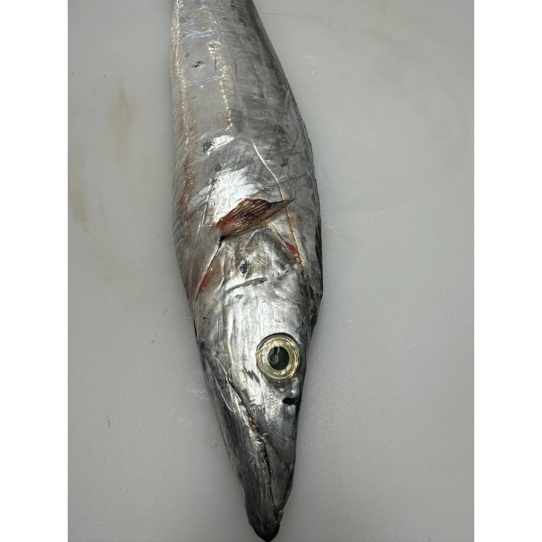 Fresh Largehead hairtail (Trichiurus lepturus) - head on not gutted_Tachiuo (2).png