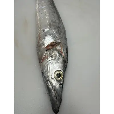 Fresh Largehead hairtail (Trichiurus lepturus) - head on not gutted_Tachiuo (2).png