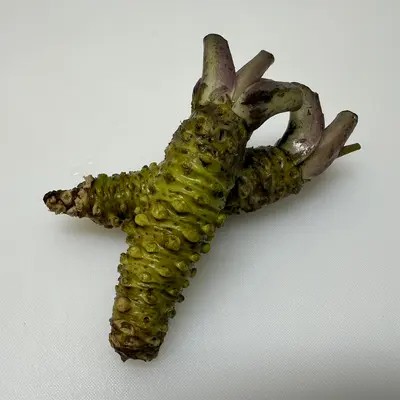 わさび (誠妻) Mazuma Wasabi 100g