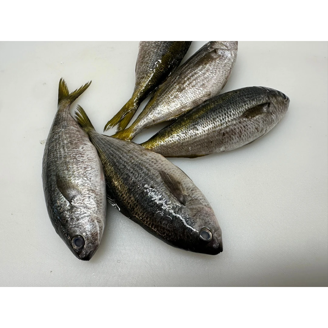 Fresh Yellowstriped butterfish (Labracoglossa argenteiventris) - head on not gutted_Takabe.png