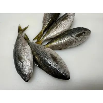 Fresh Yellowstriped butterfish (Labracoglossa argenteiventris) - head on not gutted_Takabe.png