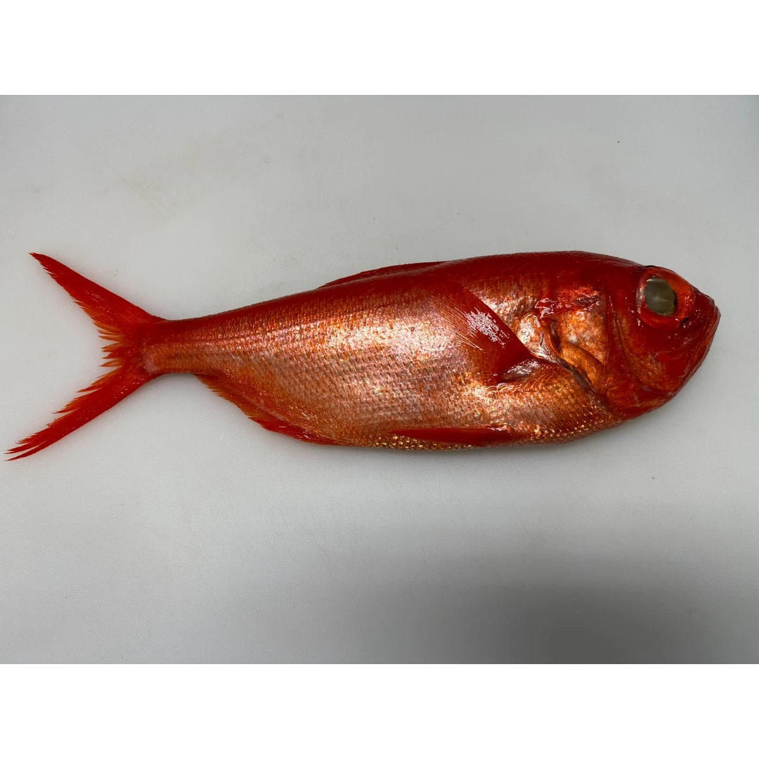 Fresh Splendid alfonsino (Beryx splendens) - head on not gutted_Kinmedai.png