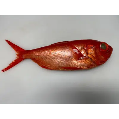 Fresh Splendid alfonsino (Beryx splendens) - head on not gutted_Kinmedai.png
