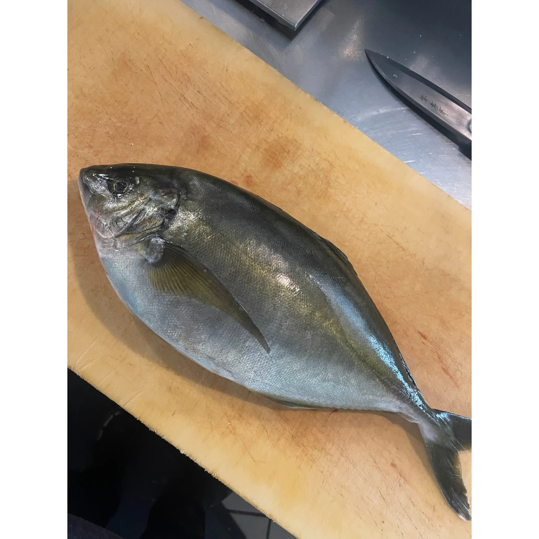 SHIMAAJI - FRESH FARMED STRIPED JACK - Pseudocaranx dentex Photo Credit_ Sangwoo.png
