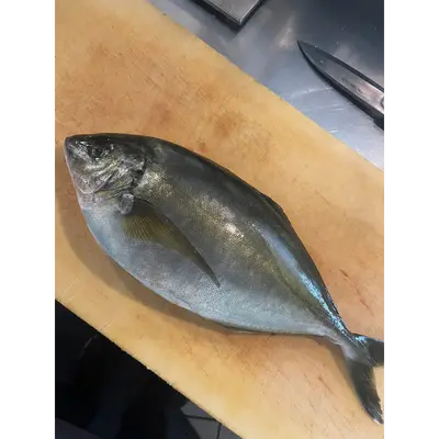 SHIMAAJI - FRESH FARMED STRIPED JACK - Pseudocaranx dentex Photo Credit_ Sangwoo.png