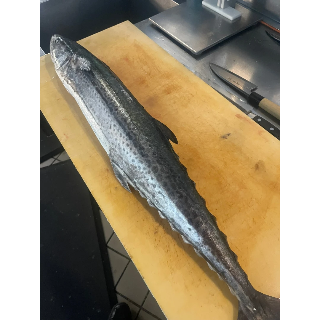 SAWARA - FRESH WILD SPANISH MACKEREL - Scomberomorus niphonius Photo Credit_ Sangwoo.png