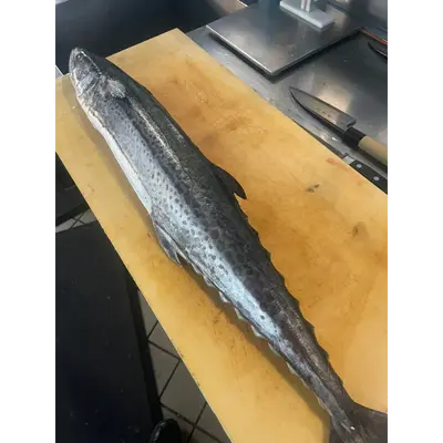 さわら  Sawara WHOLE 7 LB