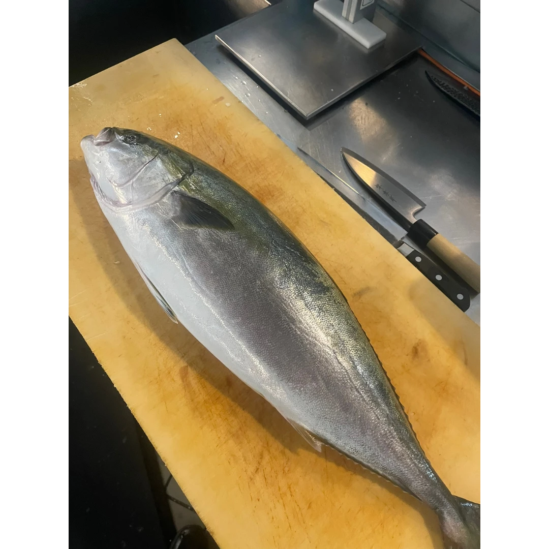WARASA - FRESH WILD AMBERJACK - Seriola quinqueradiatata Photo Credit_ Sangwoo.png